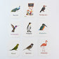 KidKraft Early Learner Educational Flashcards – 32 Birds